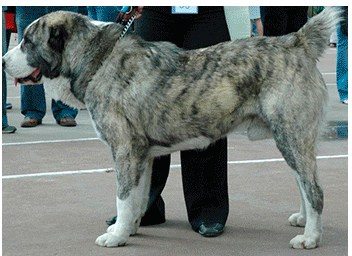 3,4. Собаки с промежуточным, наиболее распространенным типом шерсти.